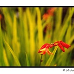 The Red Bloom