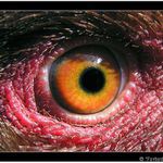 Dragon EYE