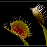 Dionaea muscipula 2