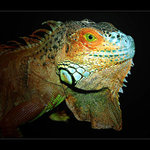 Ještěrčí král II