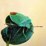 ..vy se mě taky nelíbíte...