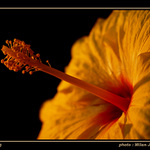 - flower -