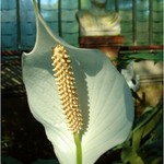 Kontrasty lednického skleníku