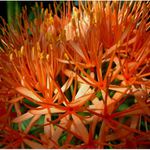 Skleník Lednice II.