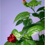 Ibišek "kancelářský"