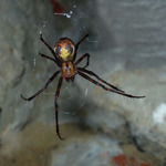 Dlouhé čekání na kořist