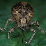 Už si pro vás jdu!