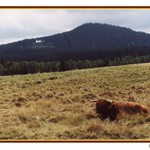 Skotský skot na Horské Kvildě