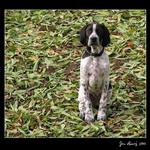 English pointer