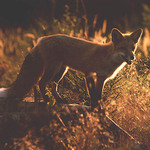 Když přišel, slunce už bylo nízko..