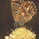 Modrásek vikvicový-samička