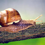 Šnečku šnečku vystrč růžky