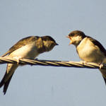 Kde pořát lítáš.