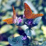 Motýlci na bodláku 2