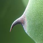 noli tangere (Agave americana)