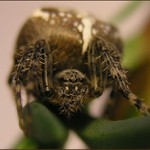 SEM SE MI DÍVEJTE, SEM !!!