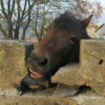 Býložravec? Kamenožrout!