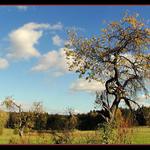 Křivky života stromů