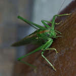 Môj kôň  - dverolezec.