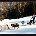 Psie záprahy - Králiky 2001