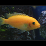 Pseudotropheus Zebra