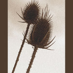 Aúú, picháš, zase si sa neoholil.