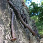 moderný červotoč (železný)