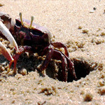 Krab houslista 2