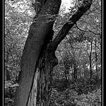 stary podpira mladeho