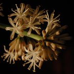 noční kvetení-Dracéna