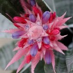 Aechmea Fasciata