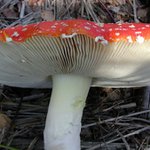 Muchomůra obrovská