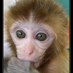 Rhesus