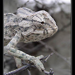 CHAMAELEO CHAMAELEON