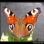 Babočka paví oko (letní vzpomínka)