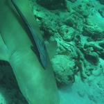 Štítovec a žralok