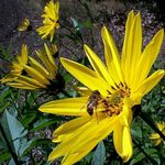 podzimní včelka....