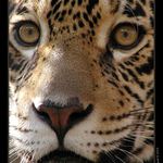 Lovec pred útokom...