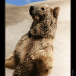 Ursus arctos syriacus - analogus