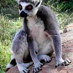 Lemur