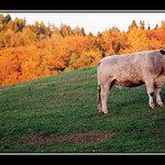 Podzimní pastva