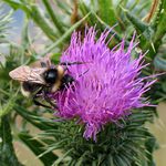 I čmeláci mají své dny...