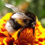 žlutý tlustý kluk