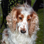 Nejlepší přítel člověka