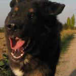 psí radost z pohybu