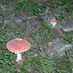 a pak že nerostou :-))