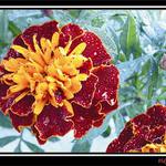 <b>Podzimní květ</b>