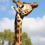 Portrét namyslenej žirafy