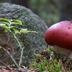 Houba, možná jedlá..