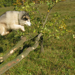 Předskokan Hubertovy jízdy